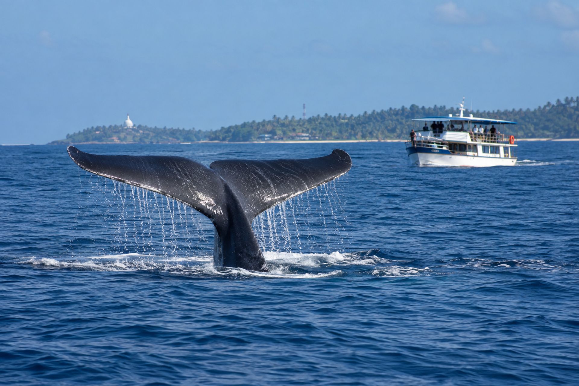 Whale watching off Mirissa